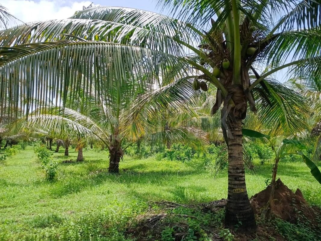 Agricultural Land for Sale in Wariyapola