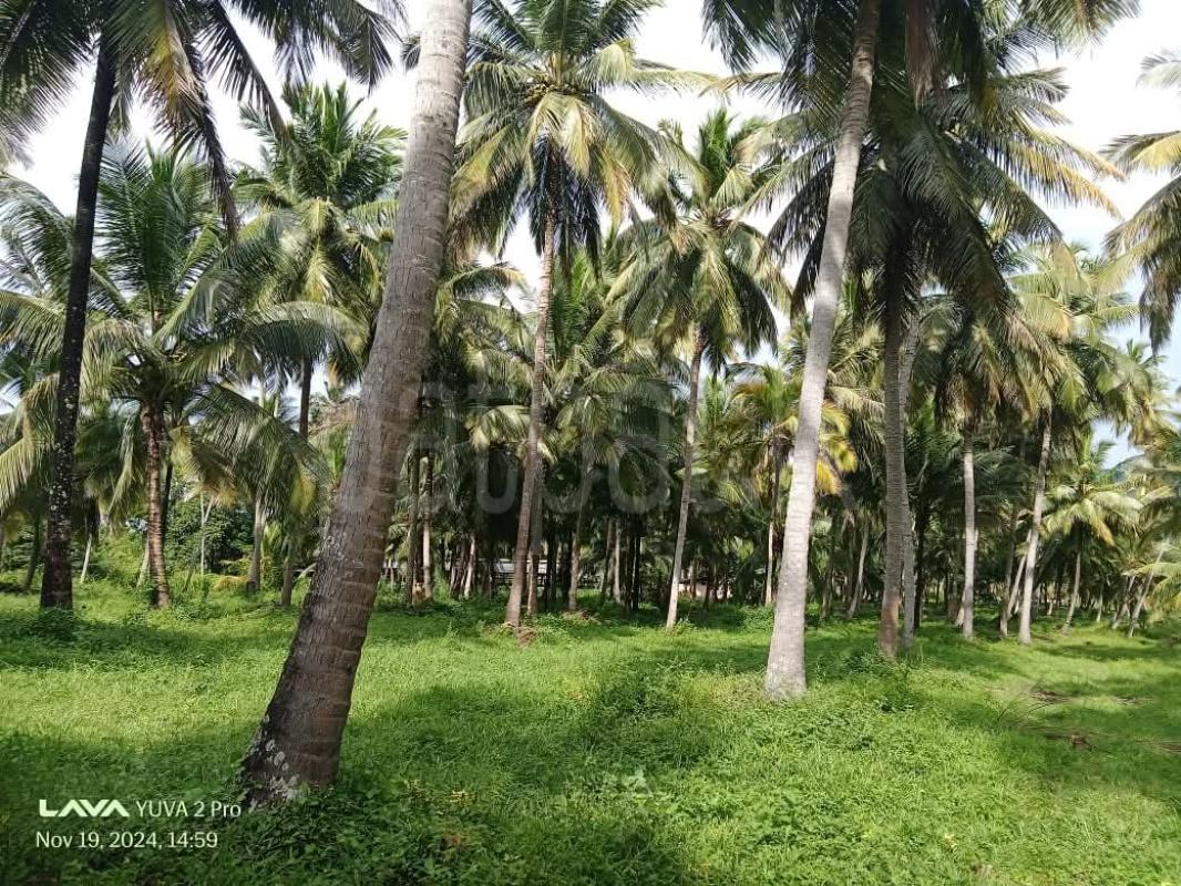 Agricultural Land for Sale in Wellawa