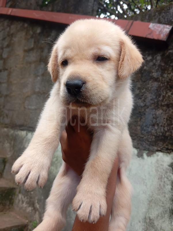 විකිනීමට ඇත ads-image-1