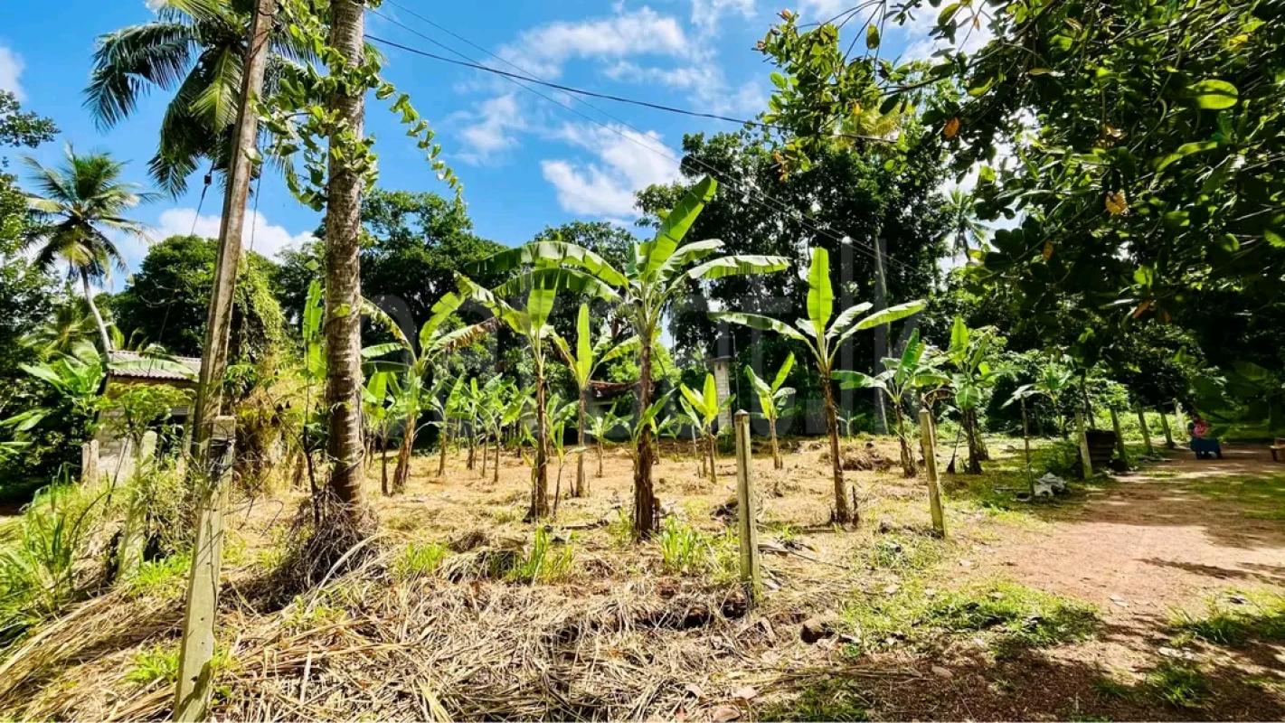 Agricultural Land for Sale in Chilaw
