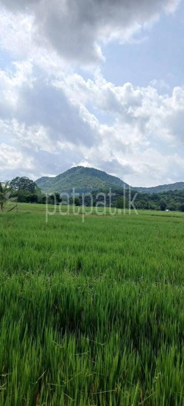 Agricultural Land for Sale in Kataragama