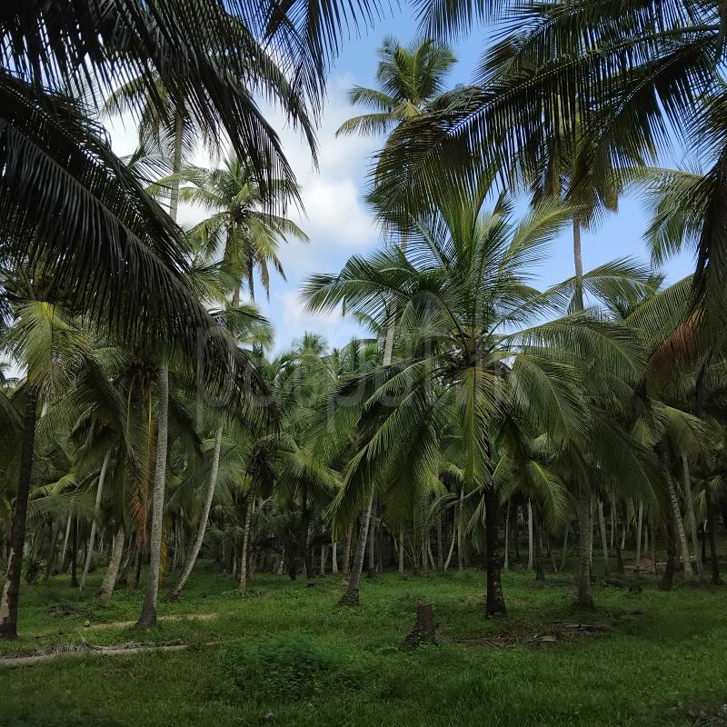 Commercial Land for Sale in Hettipola ads-image-1