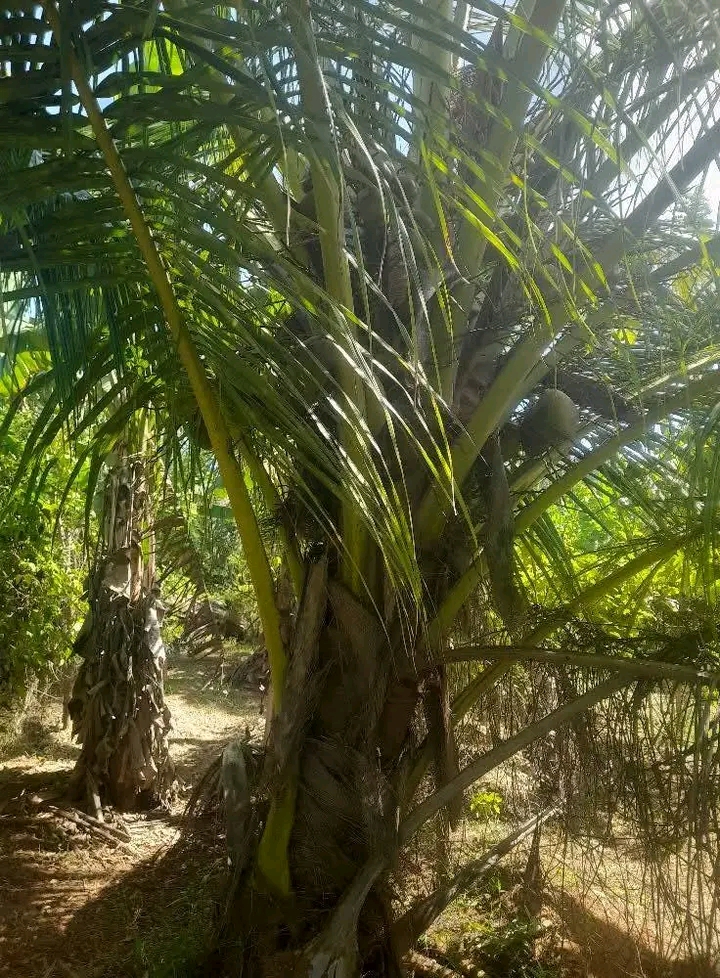 Residential Land for Sale in Ranna