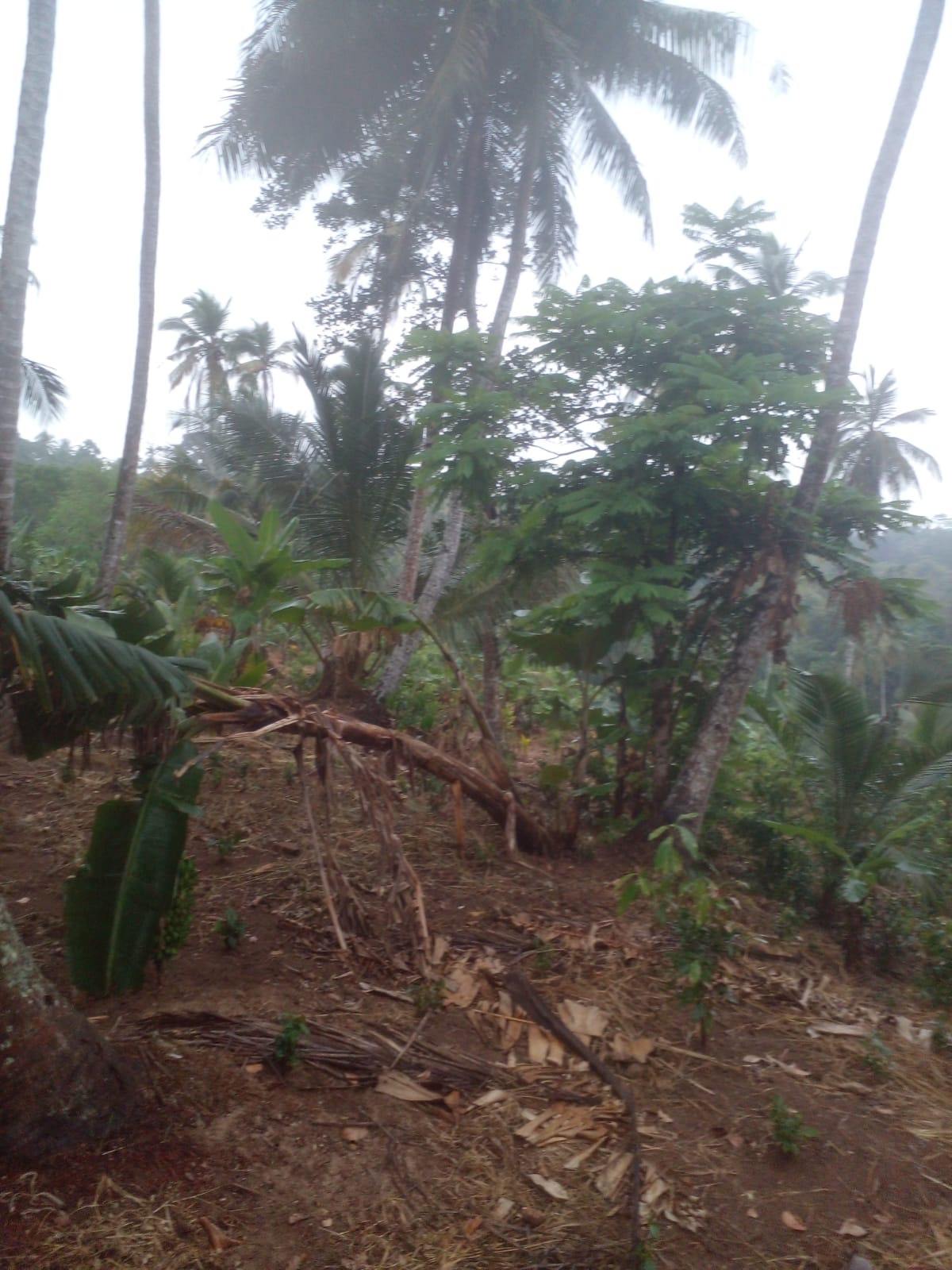 Agricultural Land for Sale in Beliatta