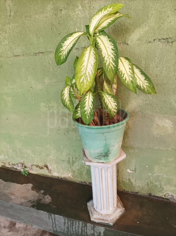 SOLID POT STAND WITH POT, ELF & FEW POTS ads-image-1