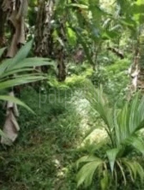 Agricultural Land for Sale in Ambatenna