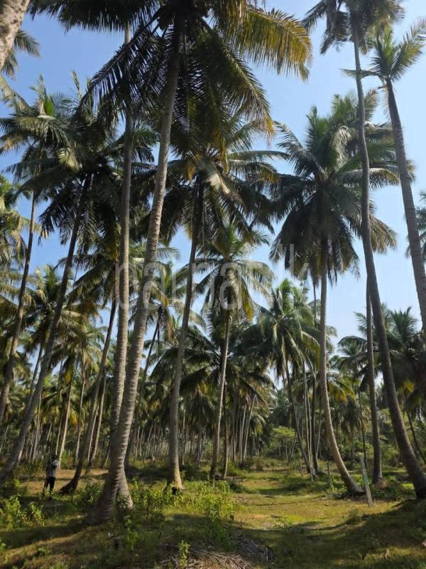 Agricultural Land for Sale in Dambadeniya