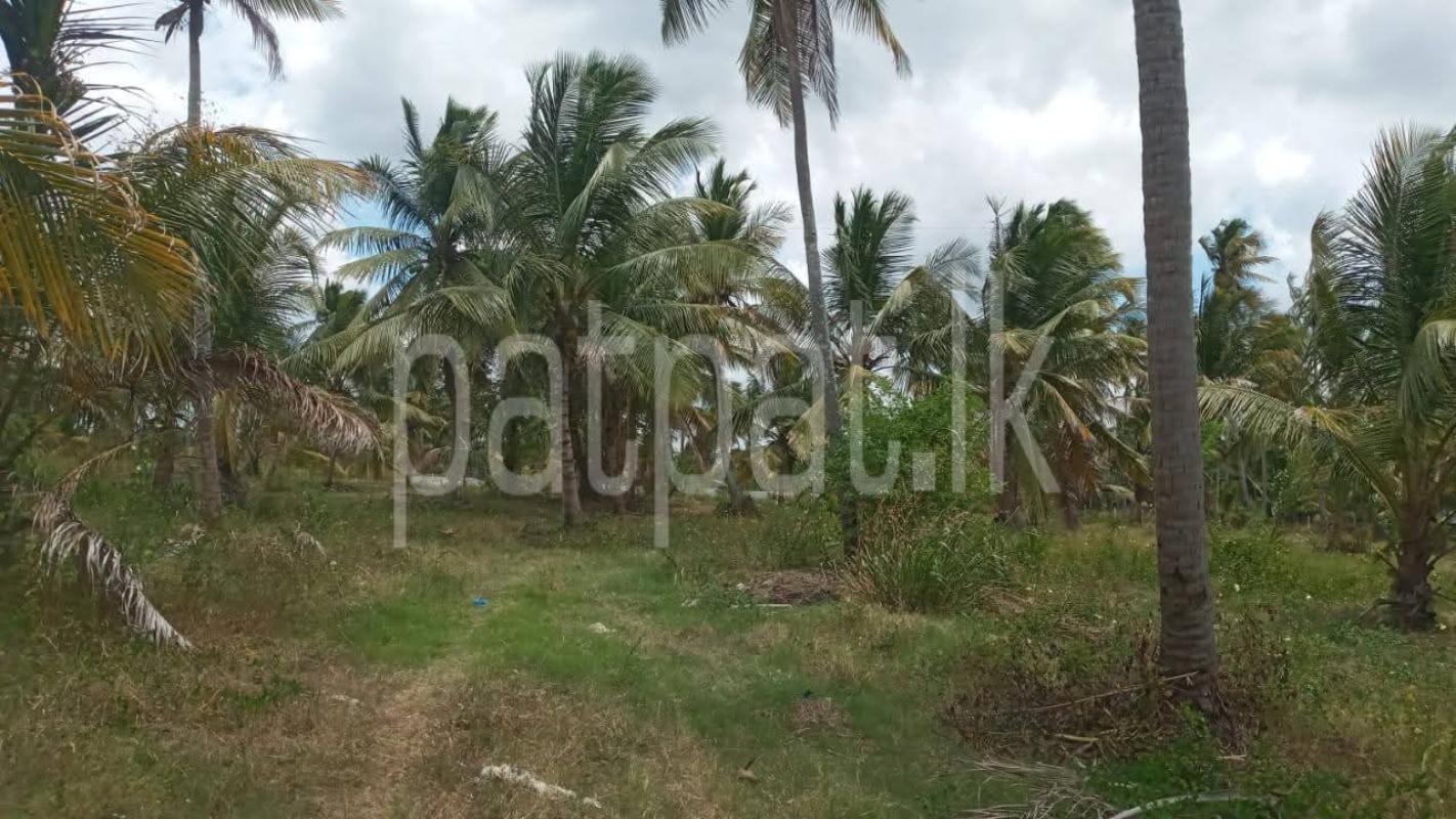 Agricultural Land for Sale in Kurunegala