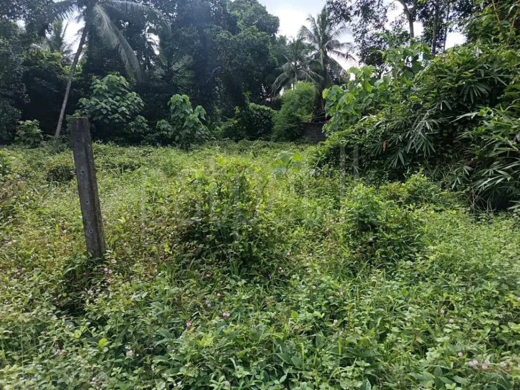 Agricultural Land for Sale in Pamunugama