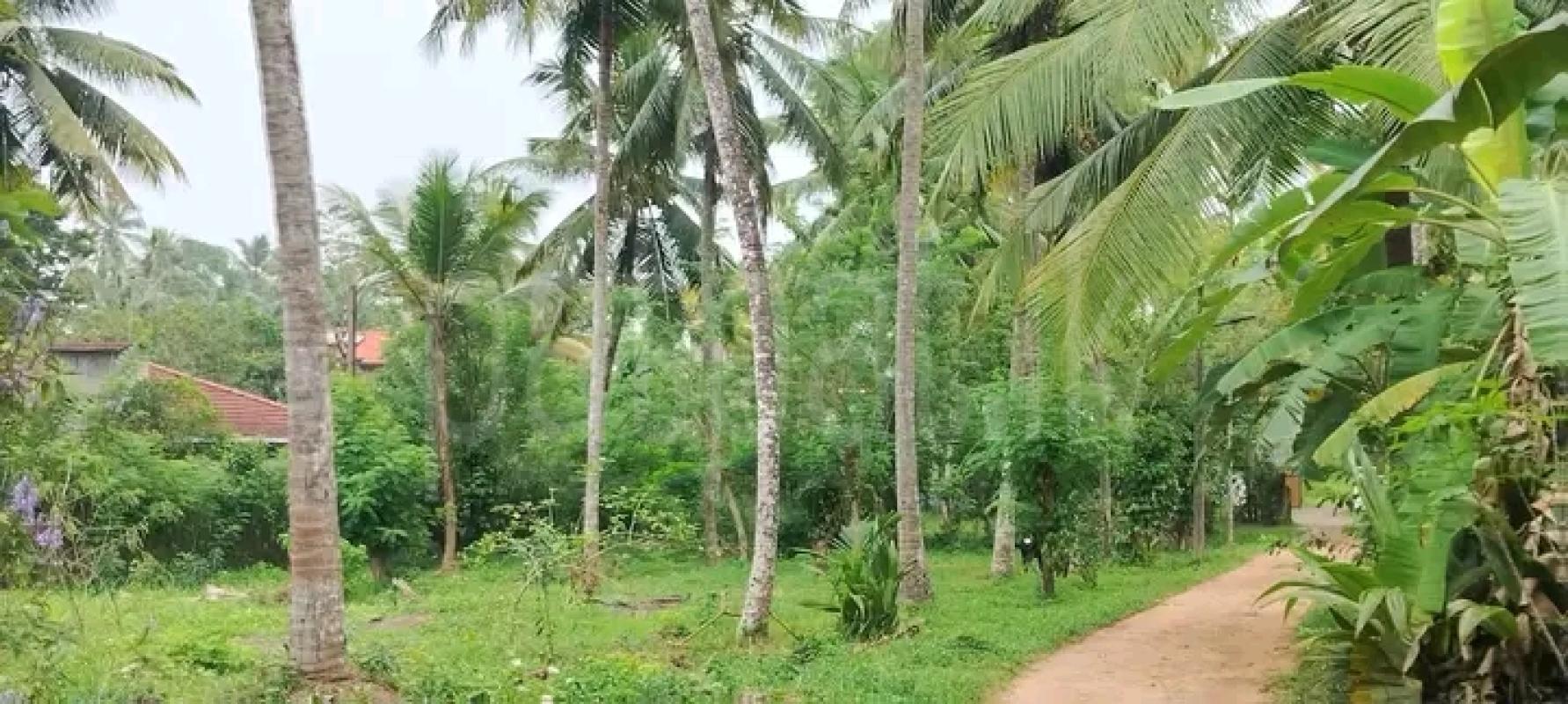 Agricultural Land for Sale in Giriulla