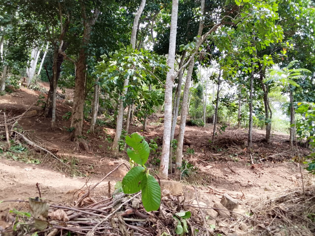 Residential Land for Sale in Mapalagama