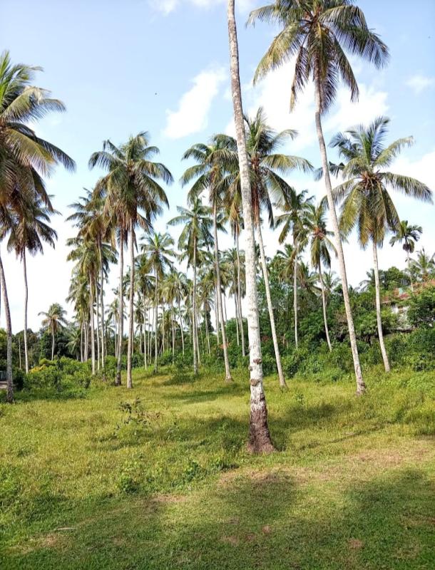 Agricultural Land for Sale in Yakkala