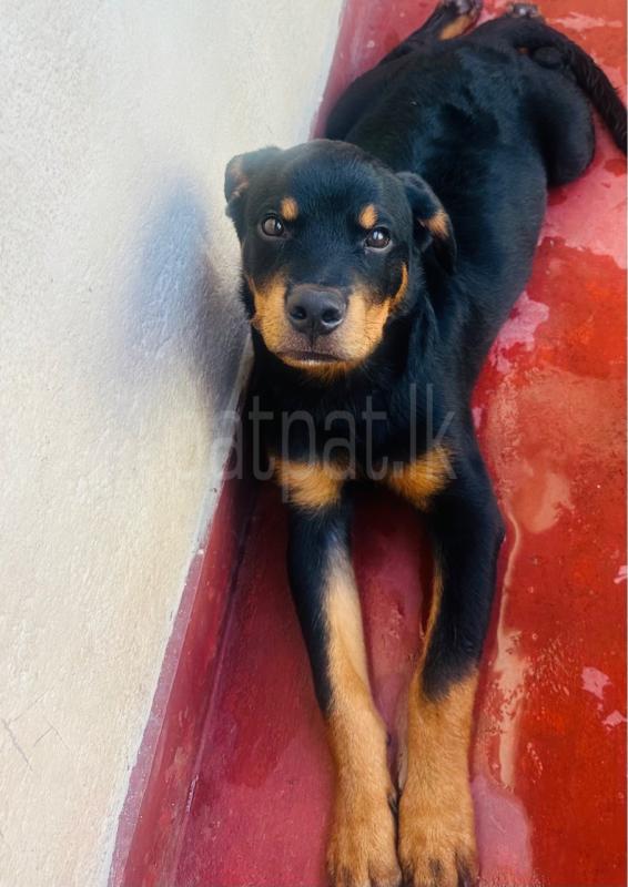 Rottweiler