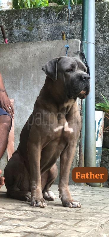 Cane Corso puppies