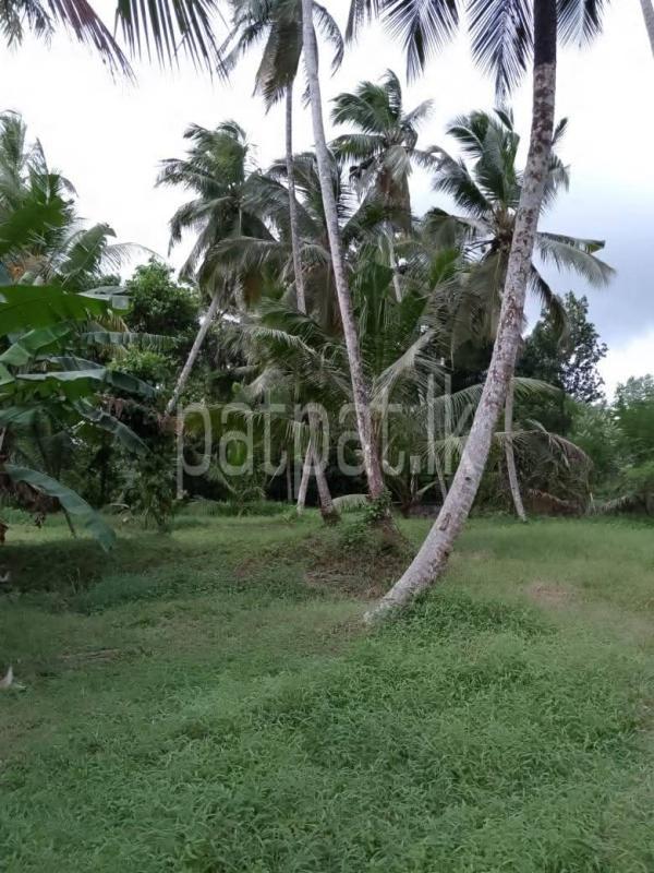 Agricultural Land for Sale in Divulapitiya ads-image-1