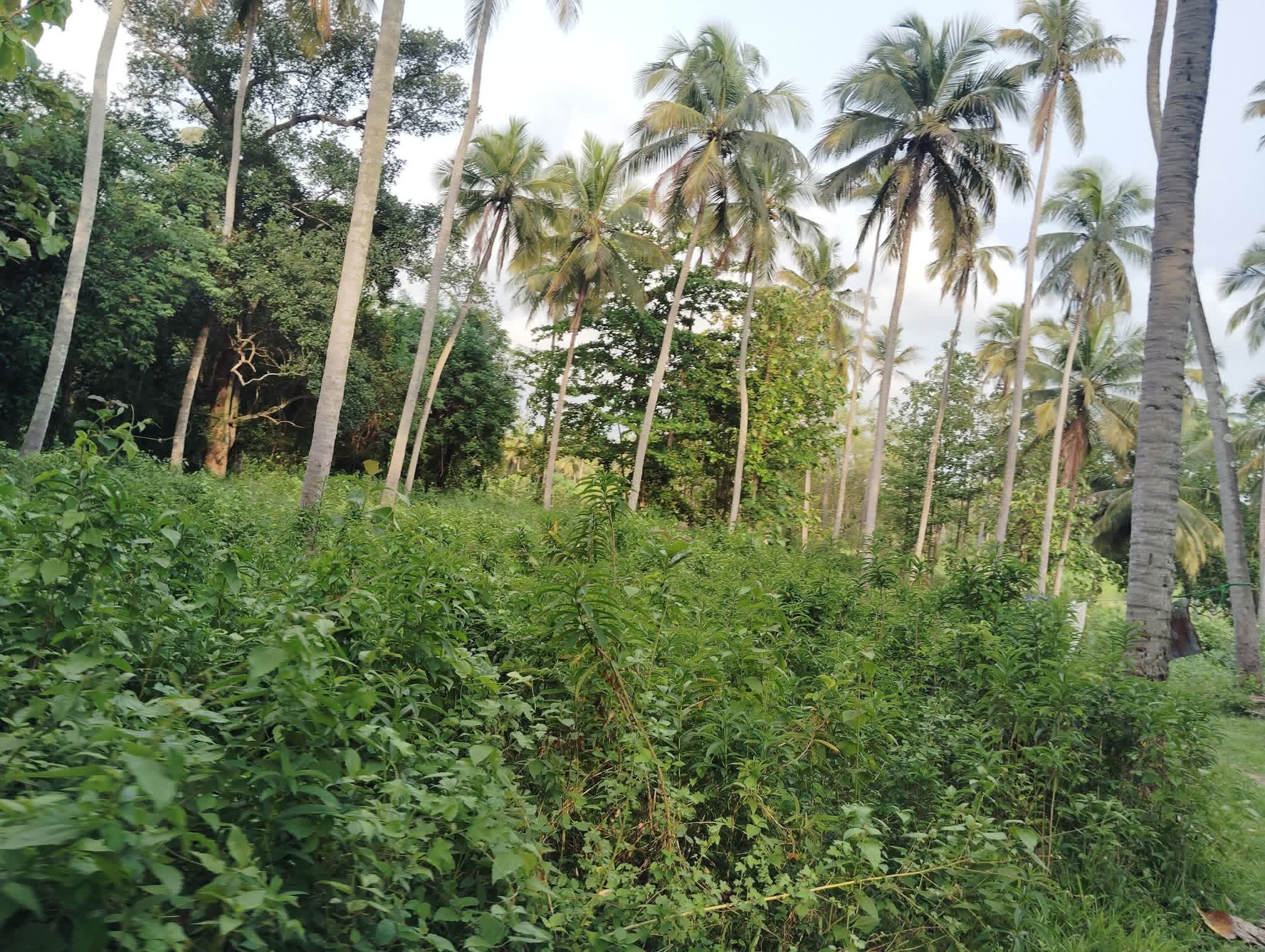 Agricultural Land for Sale in Hiripitiya