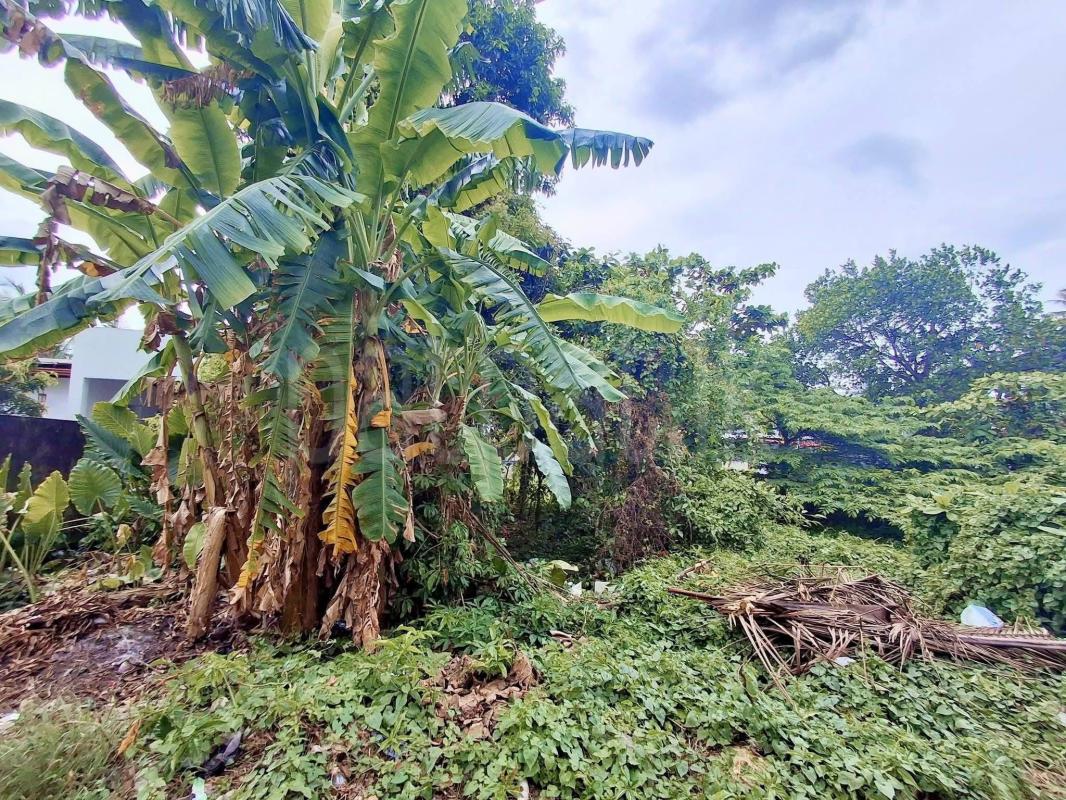Agricultural Land for Sale in Panadura