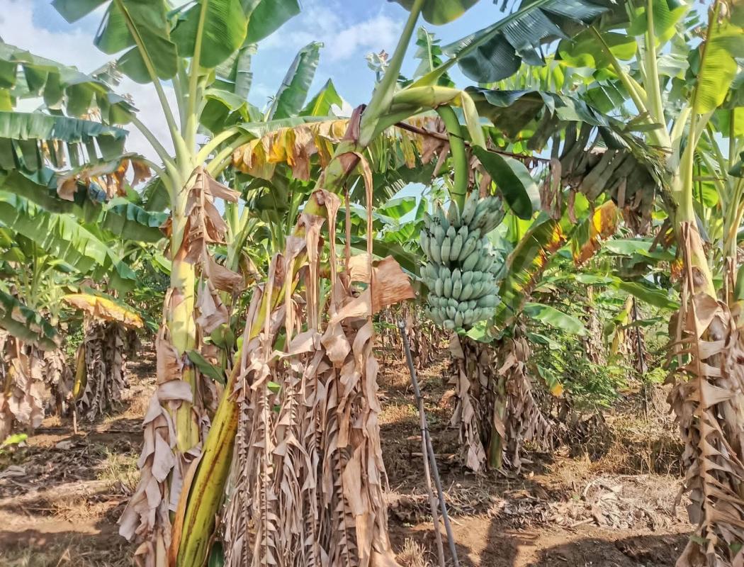 Agricultural Land for Sale in Katunayake