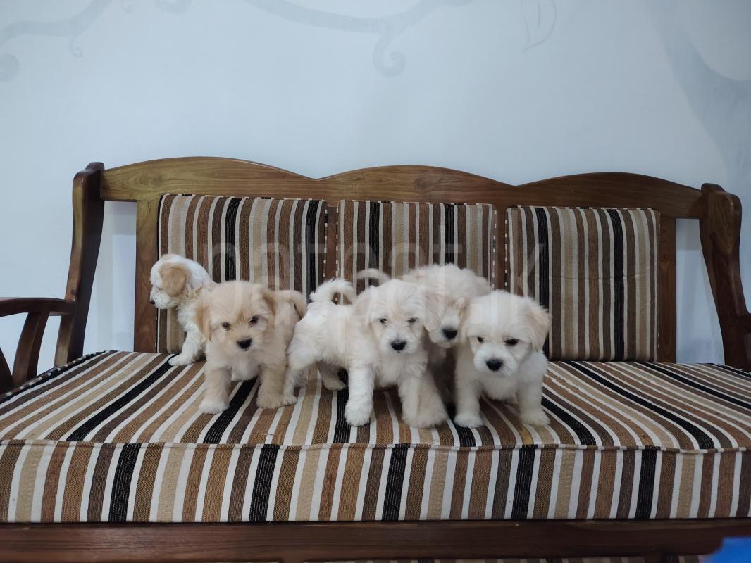 🐶 Terrier Puppies Looking for a Loving Home ads-image-1