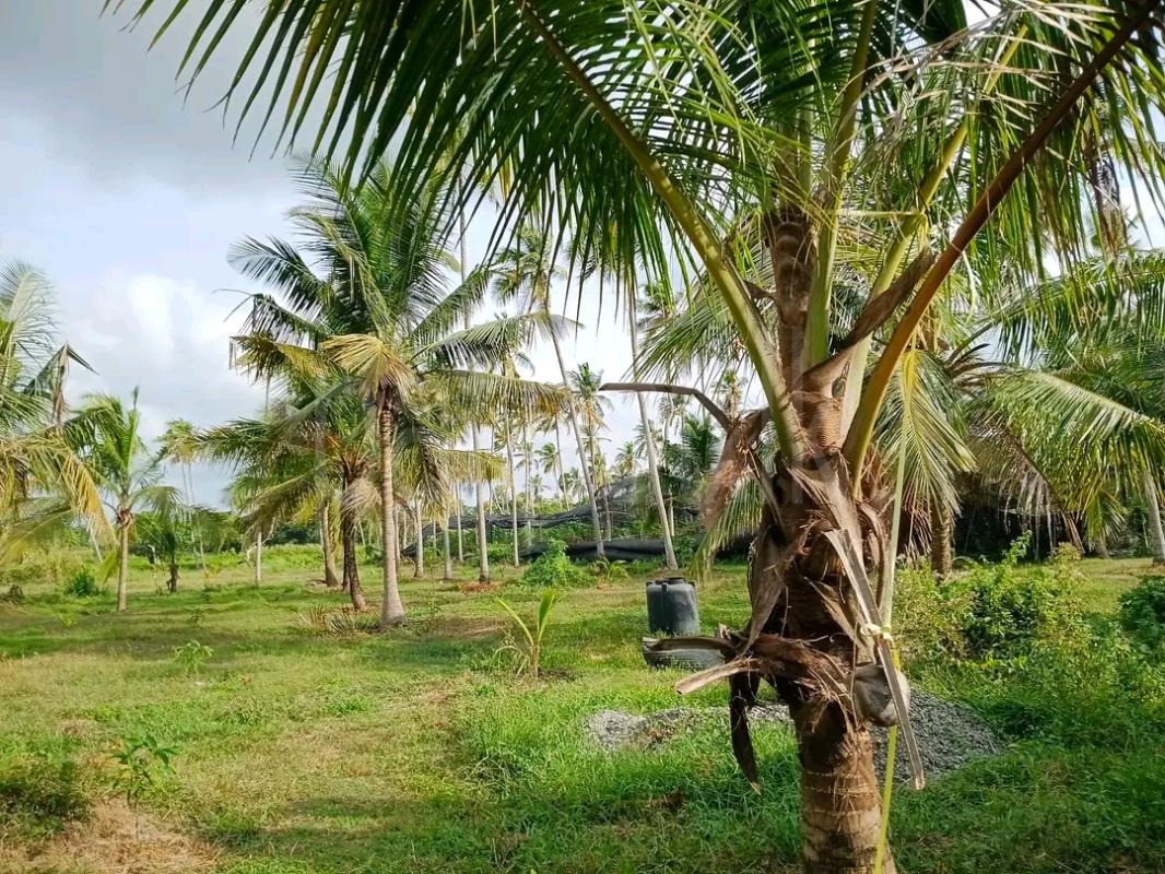 Agricultural Land for Sale in Mawathagama