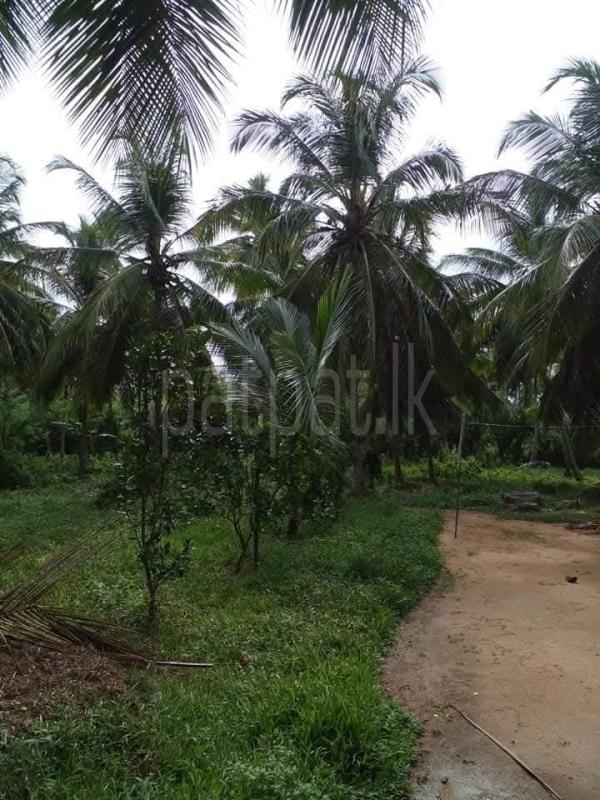 Agricultural Land for Sale in Kurunegala
