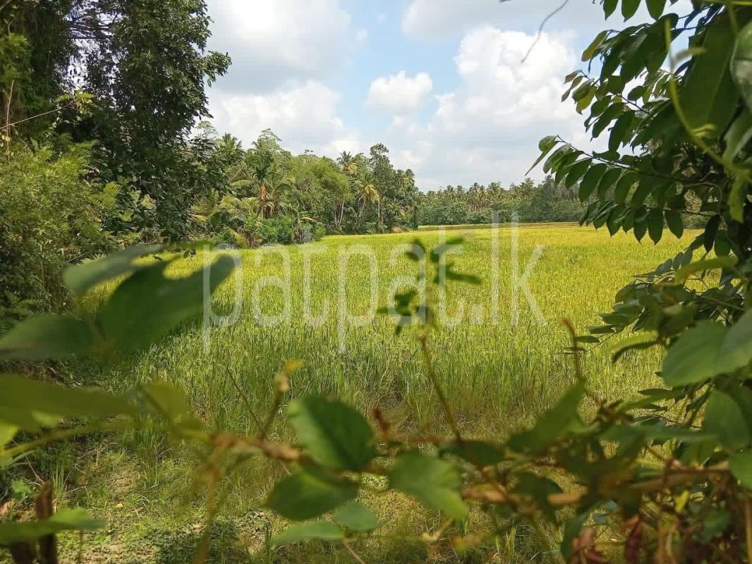 Agricultural Land for Sale in Divulapitiya