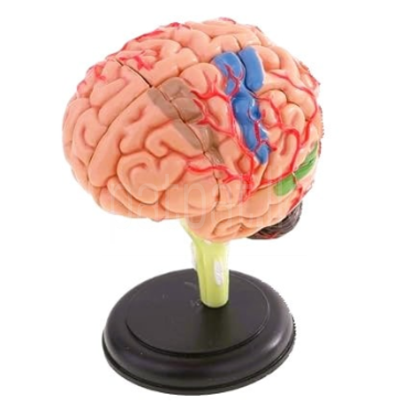 4D Brain Model A613 ads-image-1