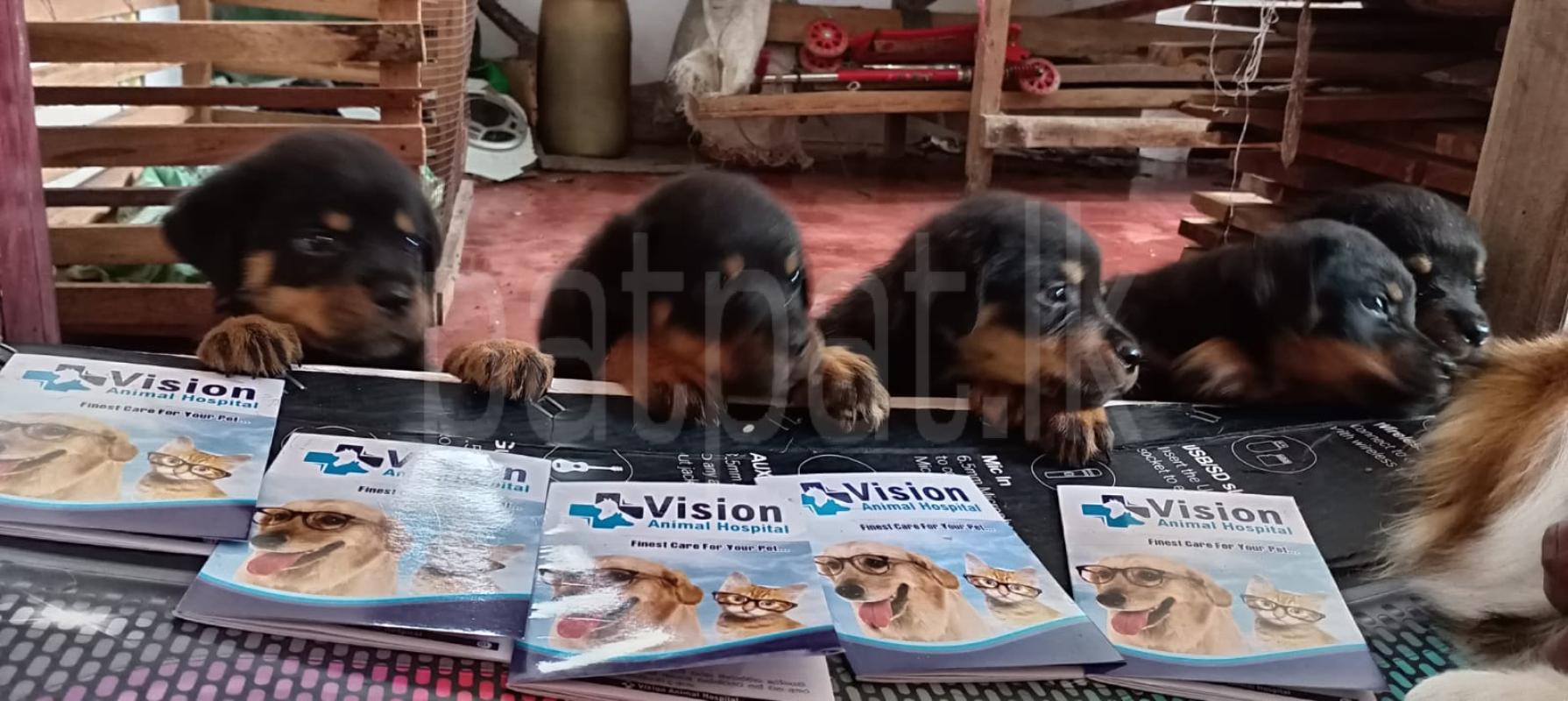 ROTTWAILER
