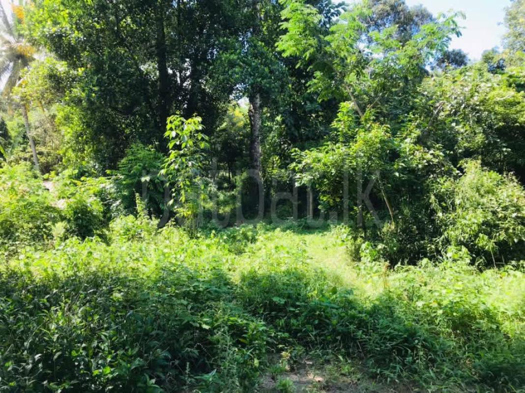 Residential Land for Sale in Digana