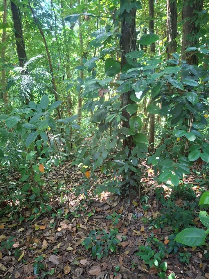 Commercial Land for Sale in Kundasale