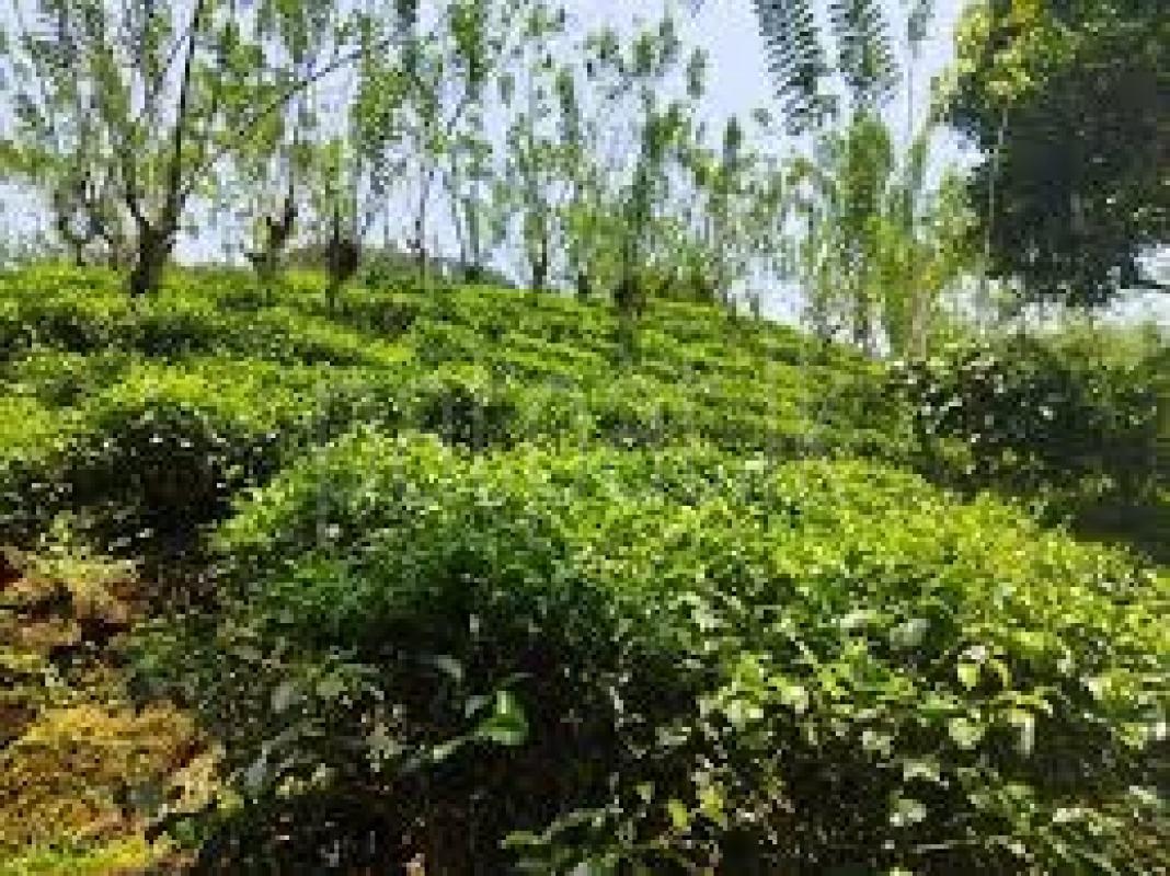 premium-listing-image