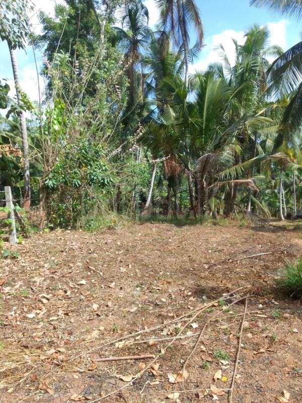 Agricultural Land for Sale in Minuwangoda ads-image-1