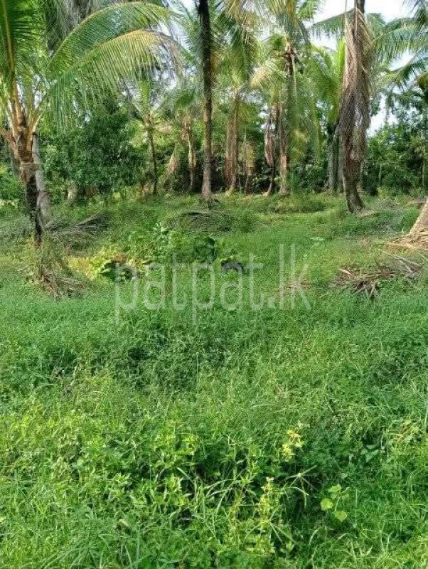 Agricultural Land for Sale in Kotadeniyawa