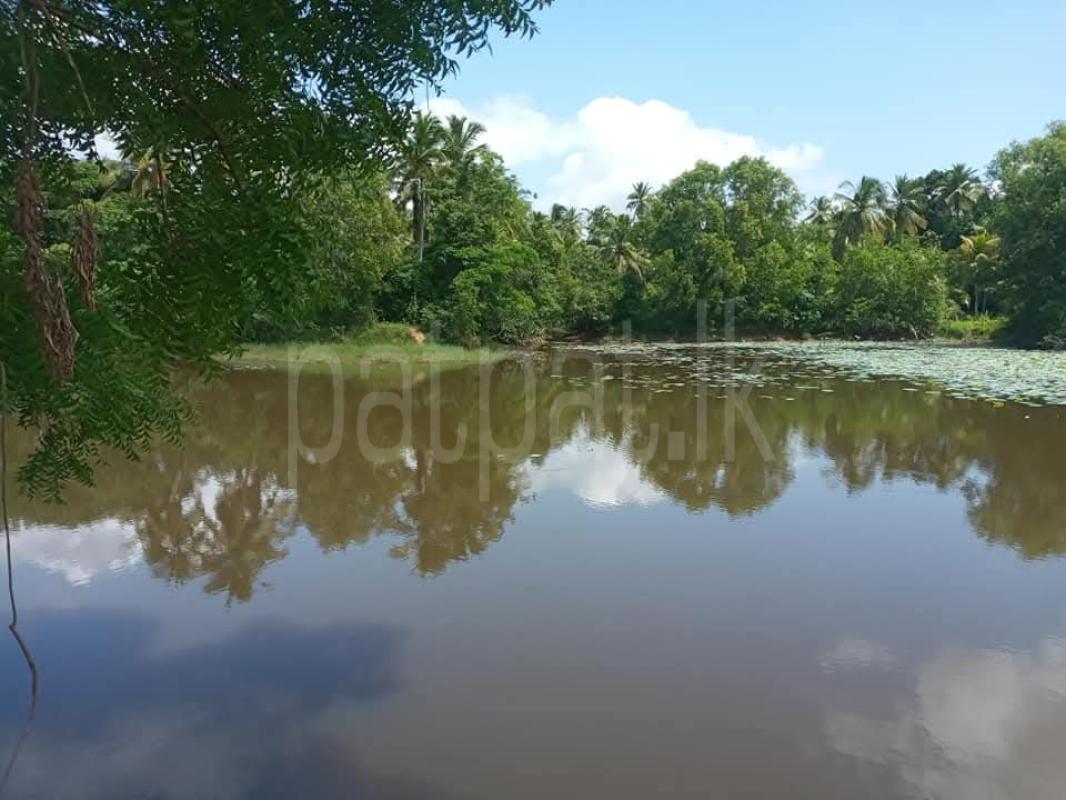 Agricultural Land for Sale in Hettipola
