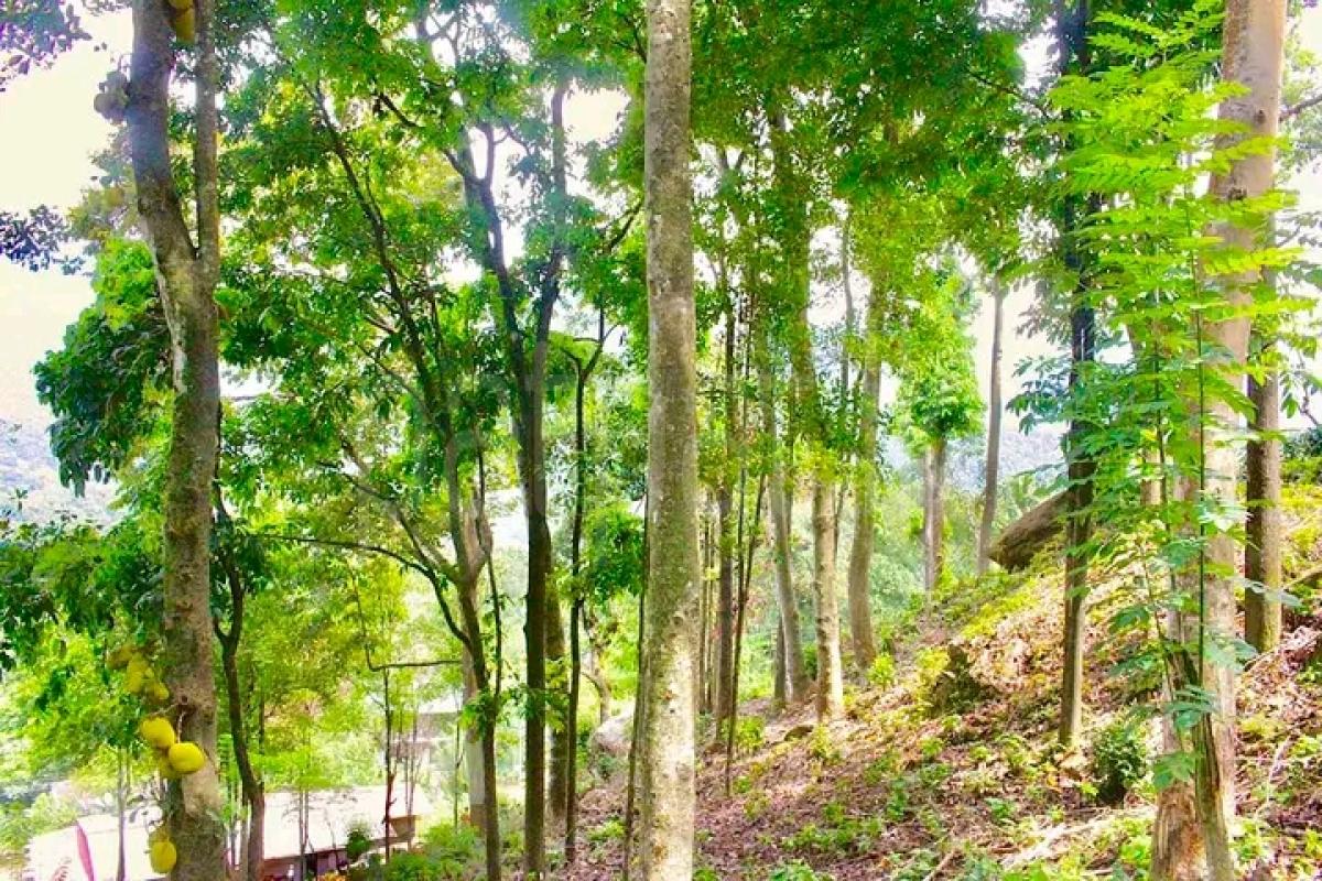 Commercial Land for Sale in Ginigathhena