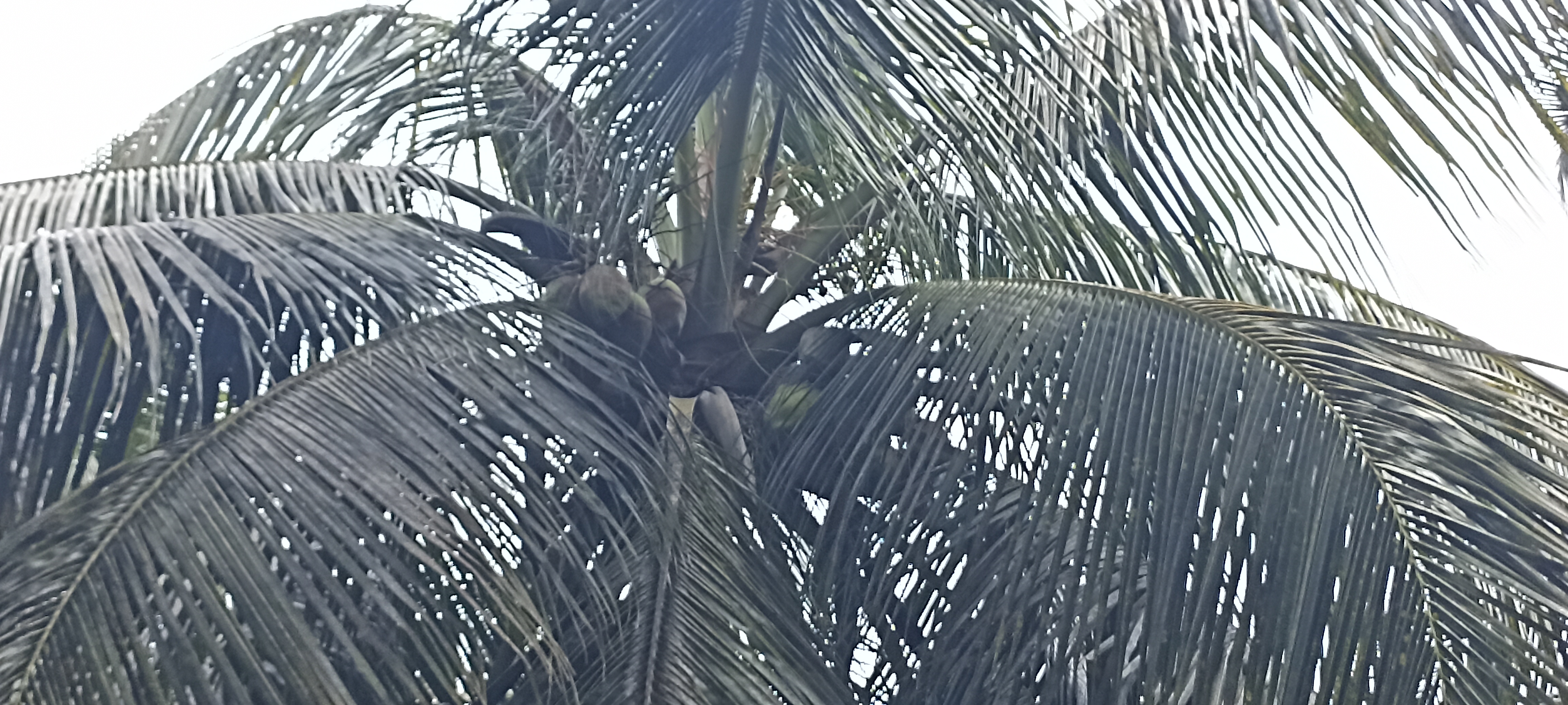 Agricultural Land for Sale in Puttalam