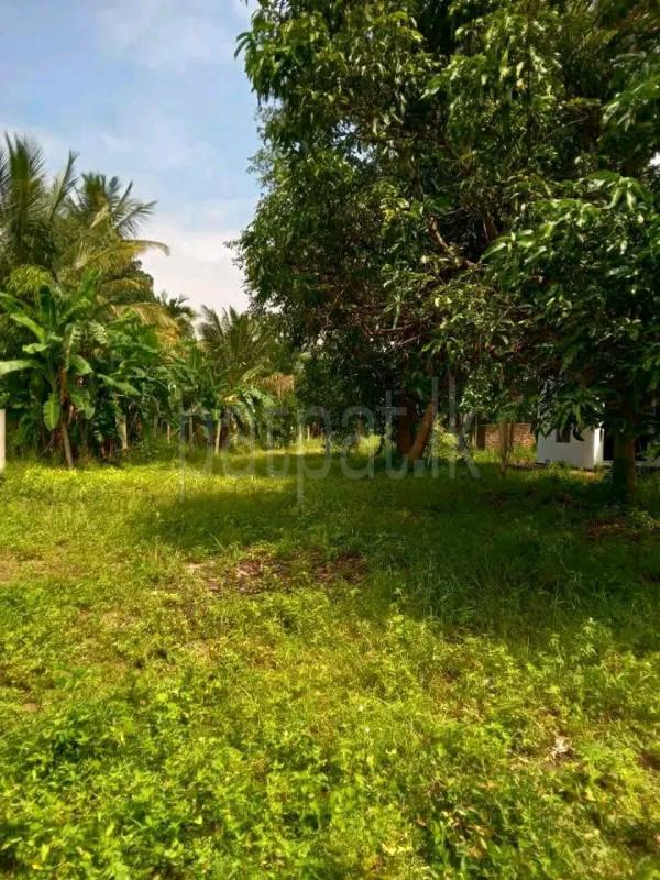 House for Sale in Ambanpola