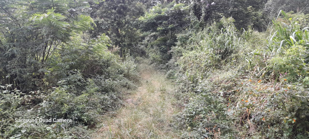 Commercial Land for Sale in Haputale
