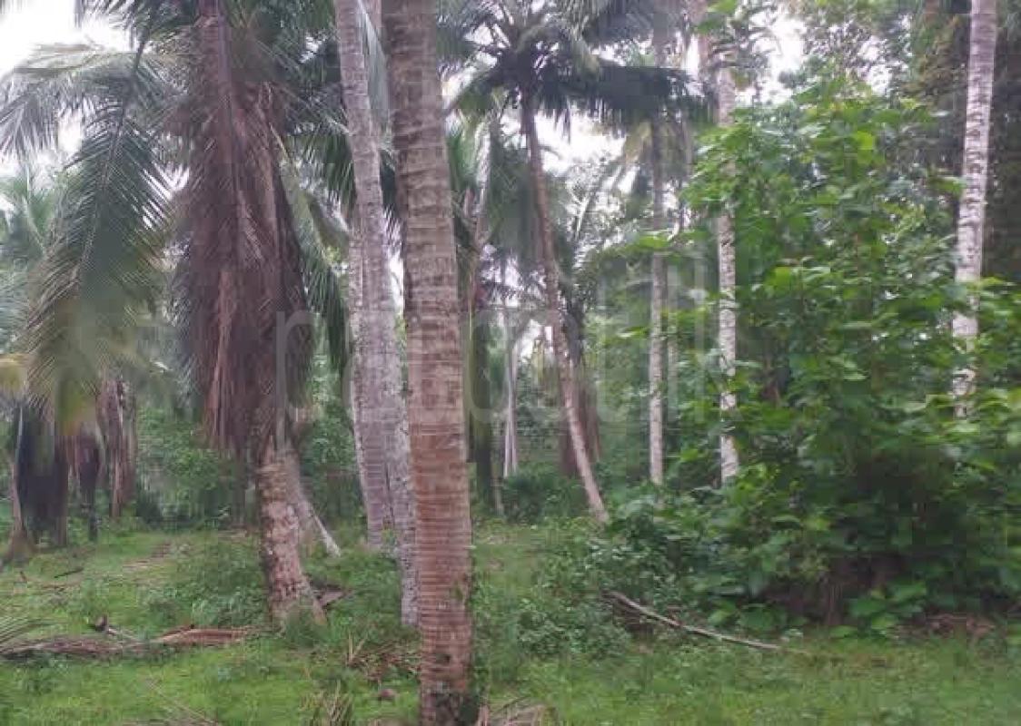 Agricultural Land for Sale in Divulapitiya