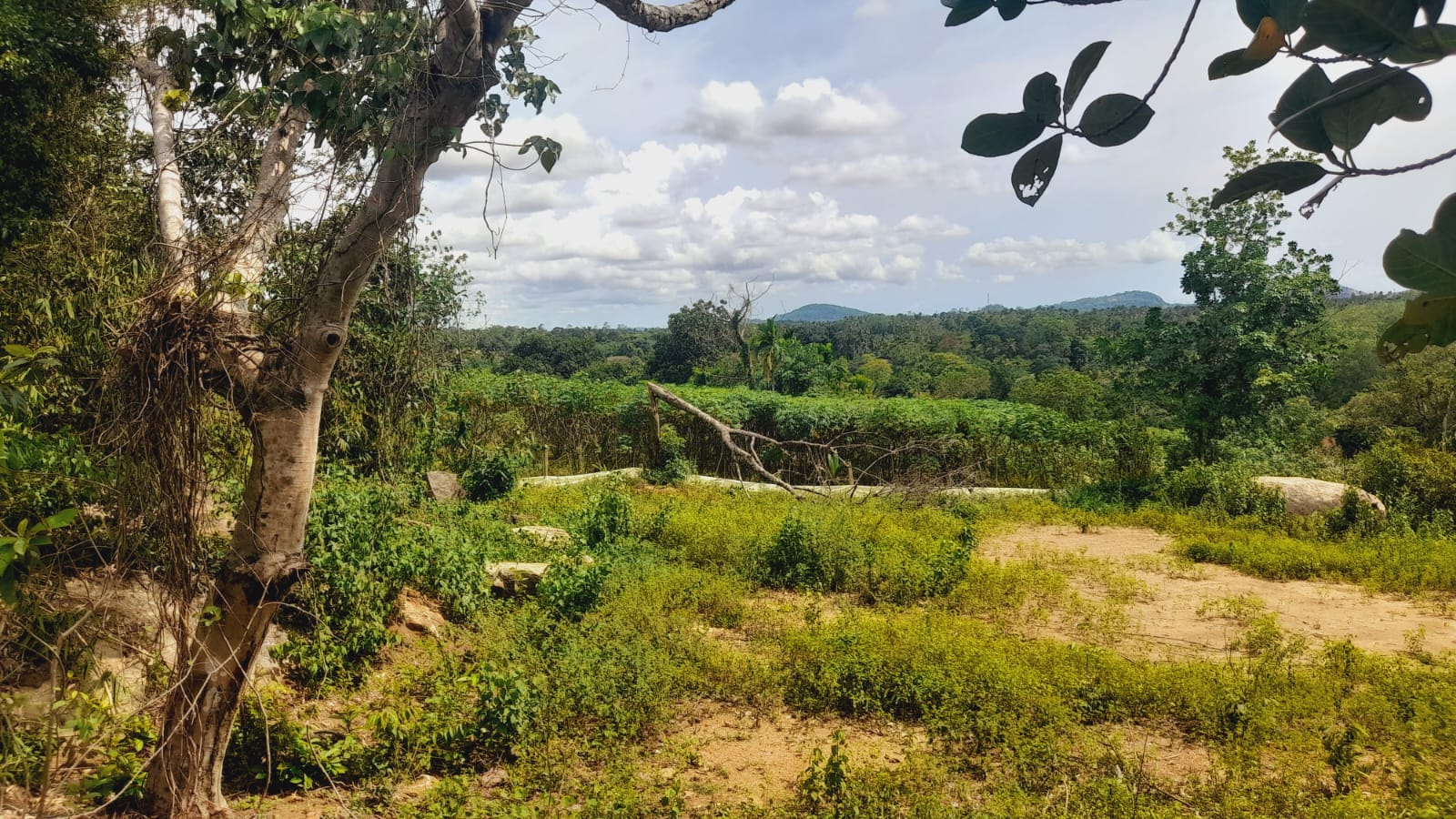 Agricultural Land for Sale in Dompe