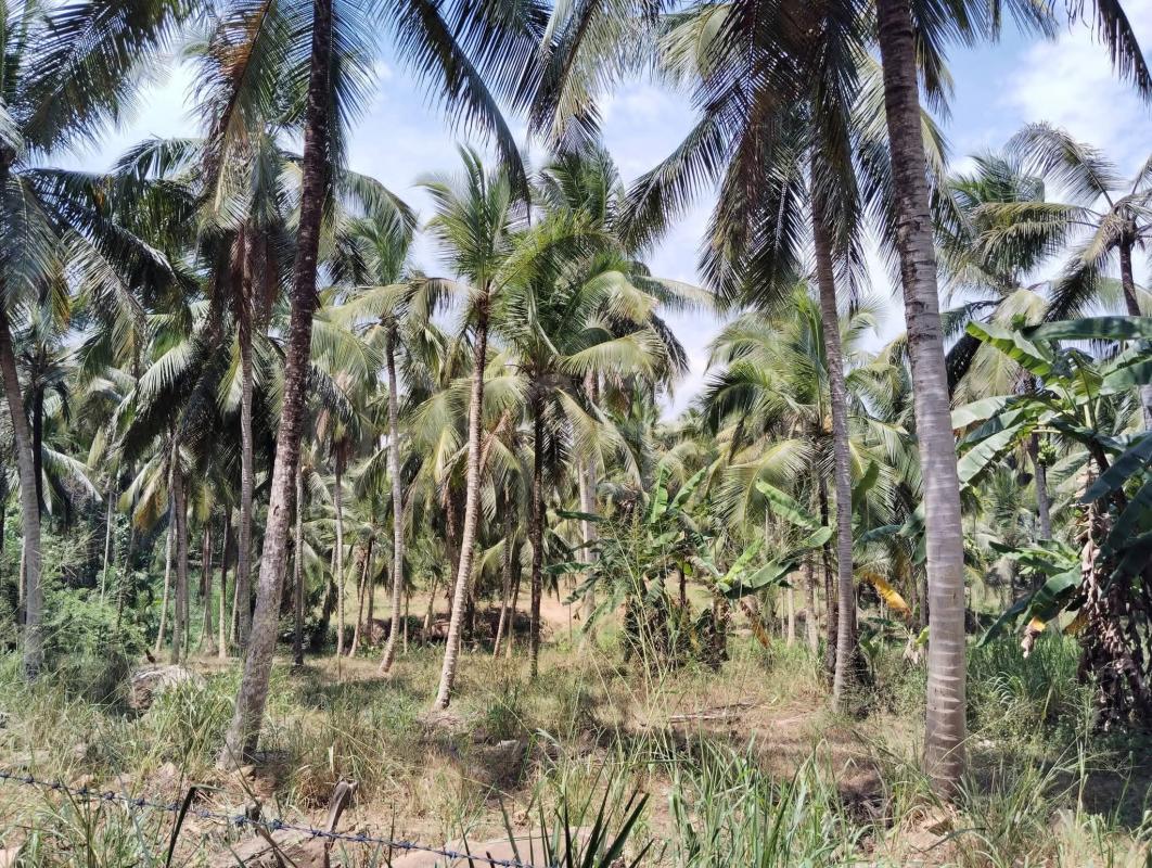 Commercial Land for Sale in Giriulla