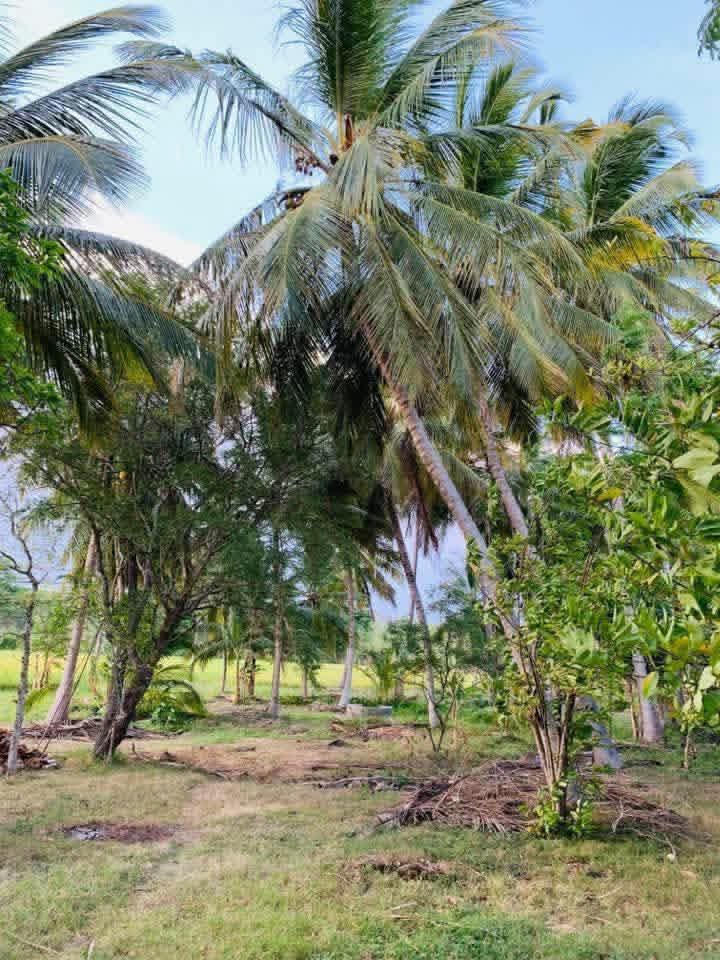 Agricultural Land for Sale in Sewanagala