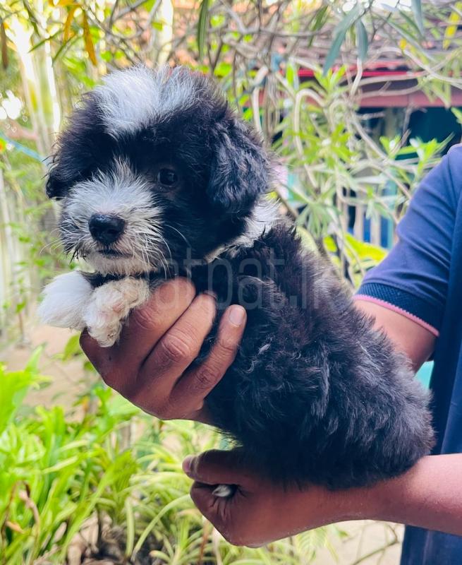 Advertisement image 5