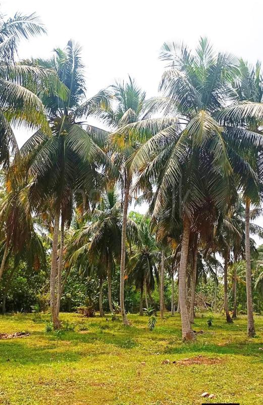 Agricultural Land for Sale in Bangadeniya
