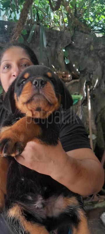 Rottweiler puppies for sale ads-image-1