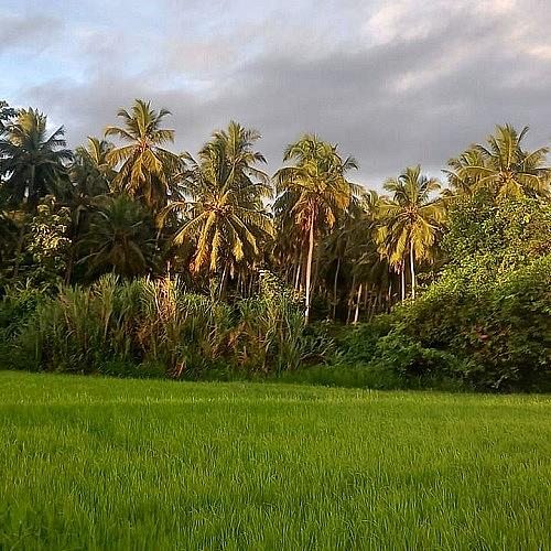 Land and Vehicle DMS logo