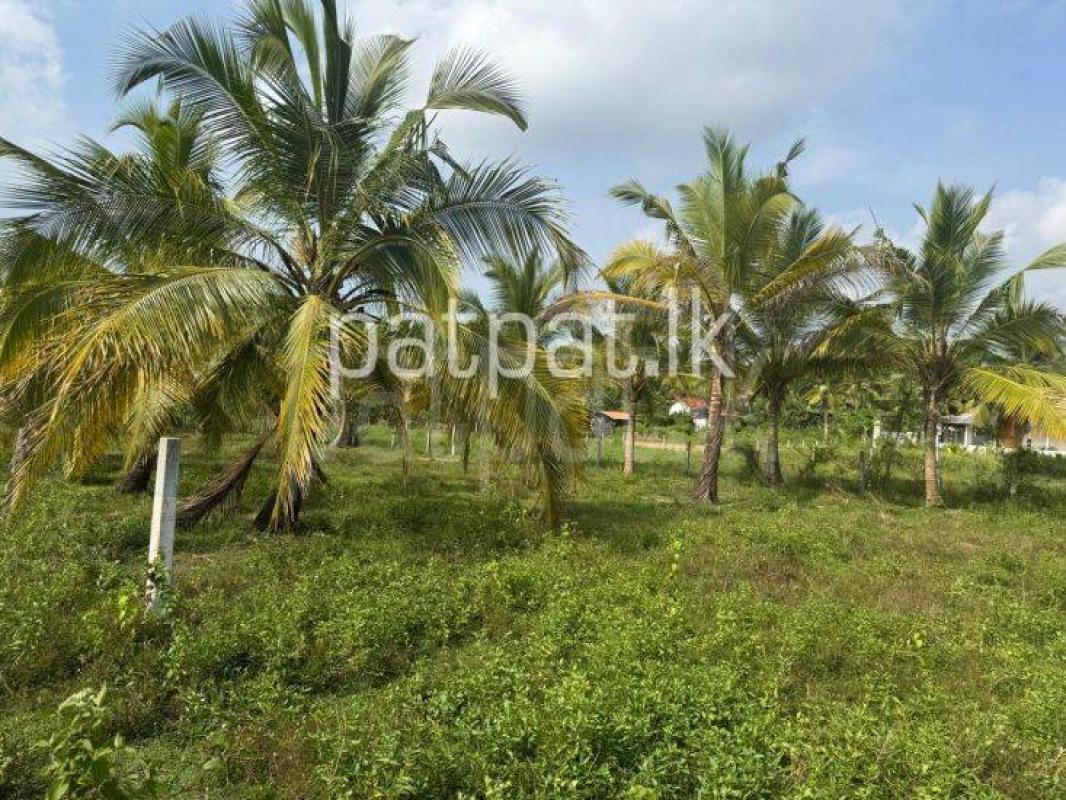 Commercial Land for Sale in Weeraketiya