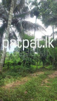 premium-listing-image