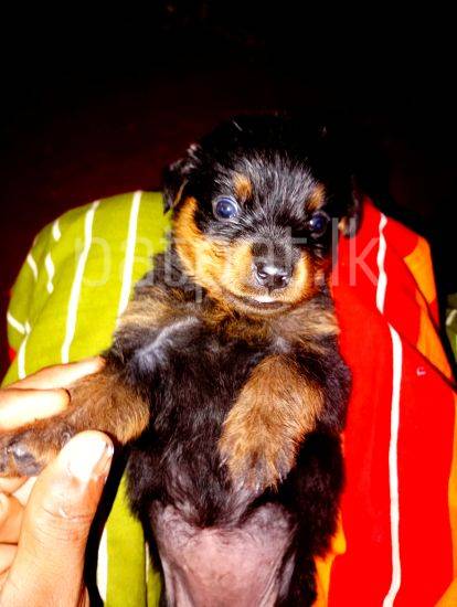 Rottweiler