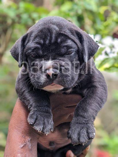American Bully Puppies